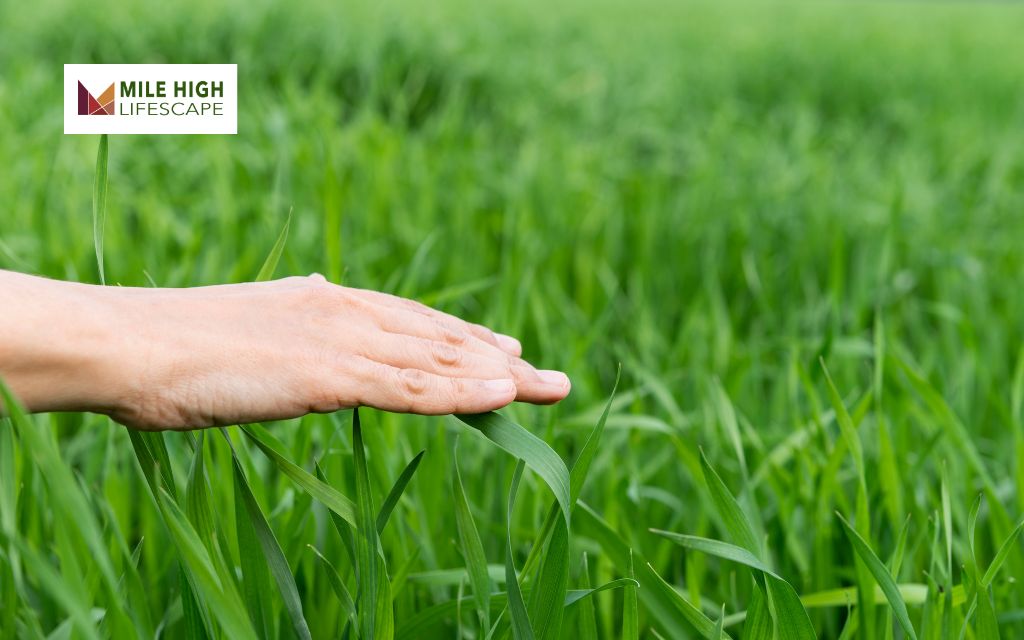 Natural Lawn Care Tips: 12 Eco-Friendly Ways to Grow a Healthy Lawn