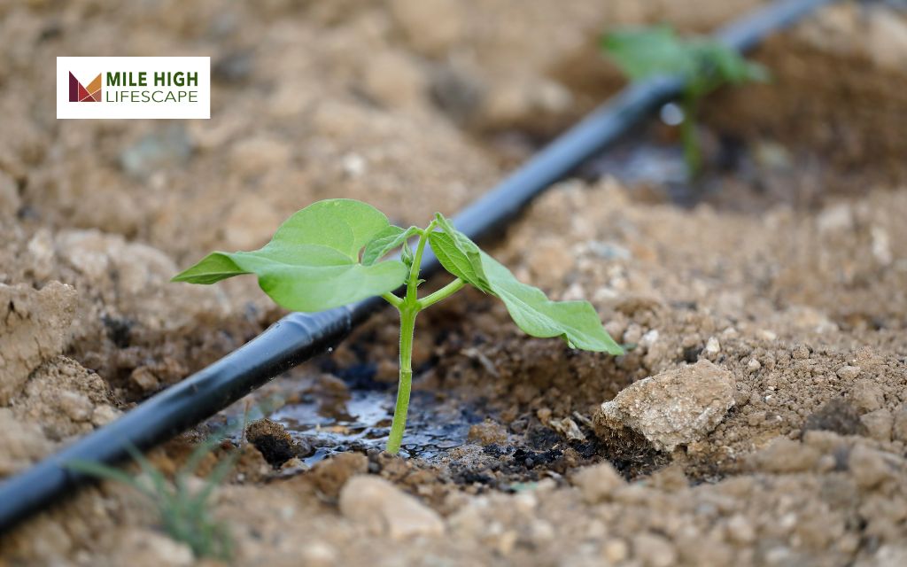 What Is Drip Irrigation?