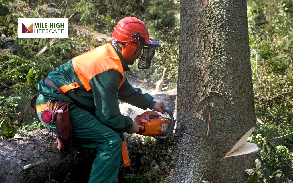 Why is Tree Removal Needed?