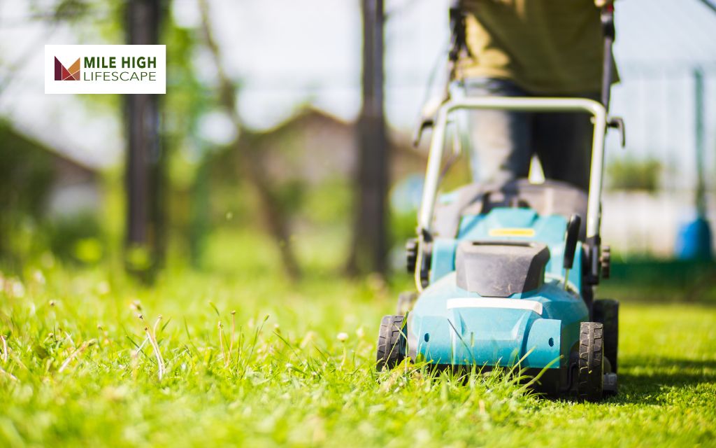 Common Lawn Care Services and Their Costs