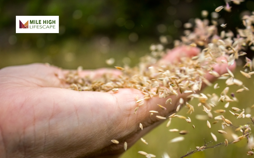 Spread the Grass Seed Properly