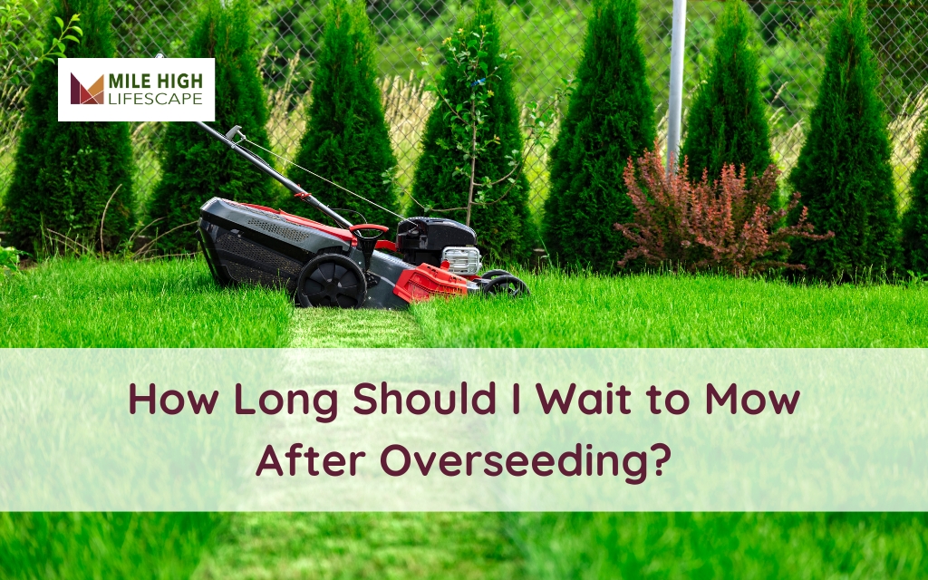 when to mow after overseeding