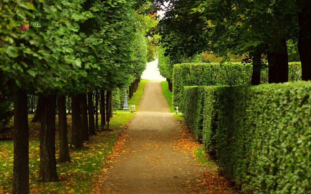 Benefits of Regular Bush Trimming