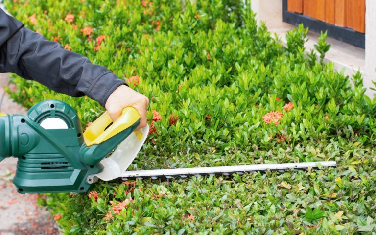 Bush Trimming Services Denver, CO