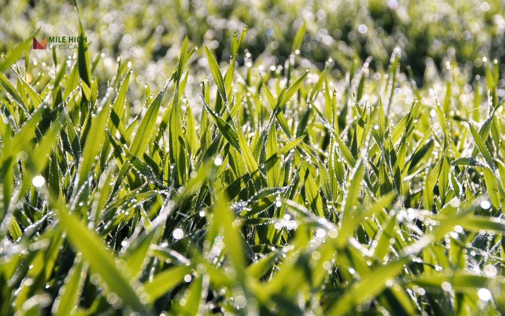Common Lawn Seeding Mistakes to Avoid in Denver