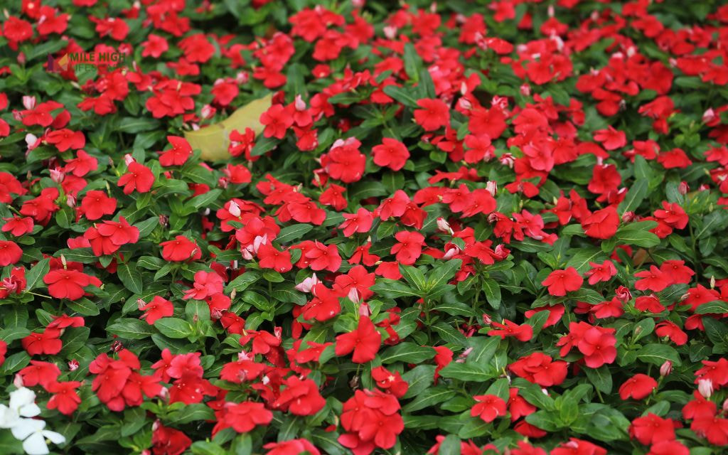 Flowering Shrub Rehab in Capitol Hill