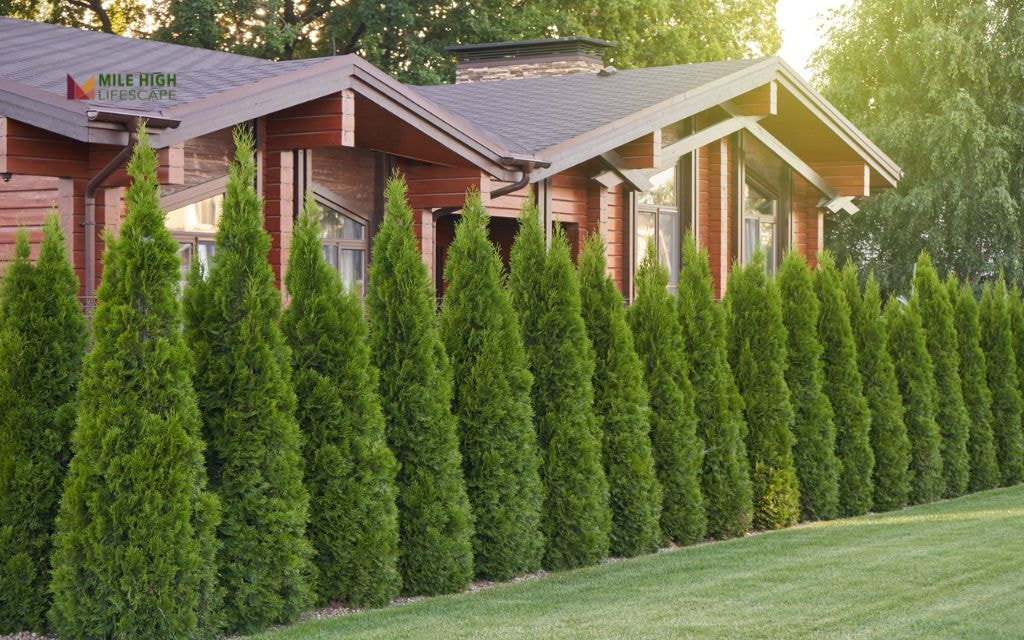 Privacy Hedge Refresh in Washington Park