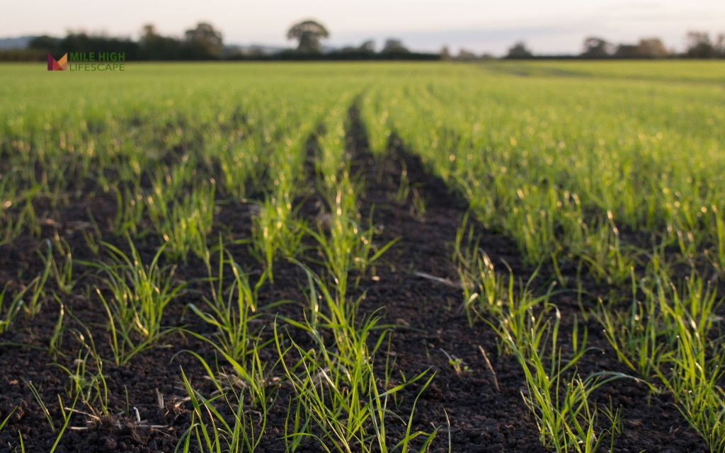 Selecting the Right Grass Types for Seeding a Lawn in Denver