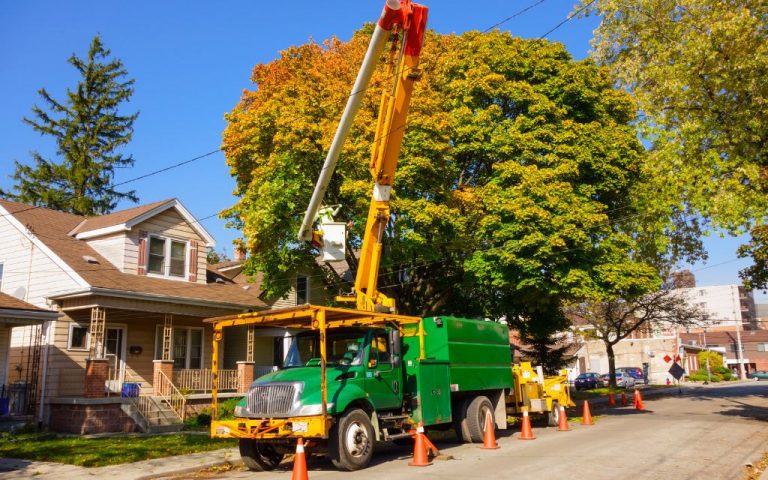 Tree Branch Removal Services Denver, CO