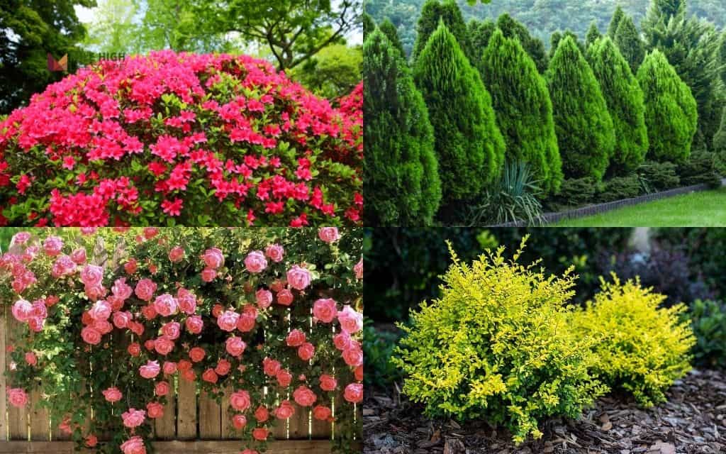 Types of plants we trim