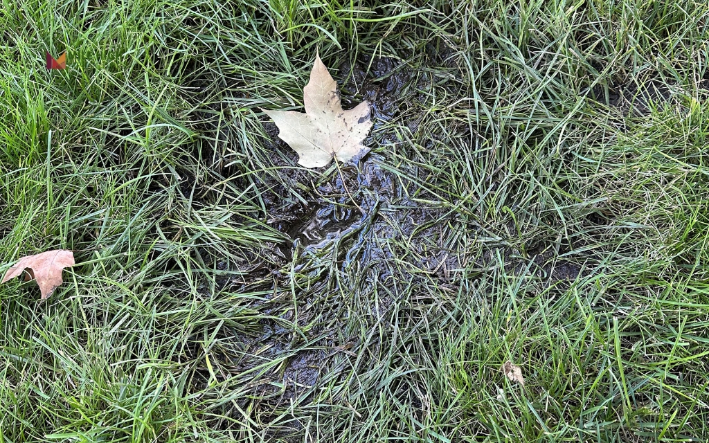 What is Soft Spots in Yard?