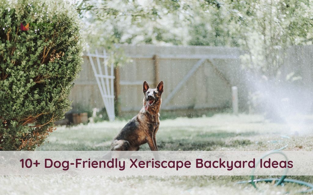 10+ Dog-Friendly Xeriscape Backyard Ideas for Colorado Homes