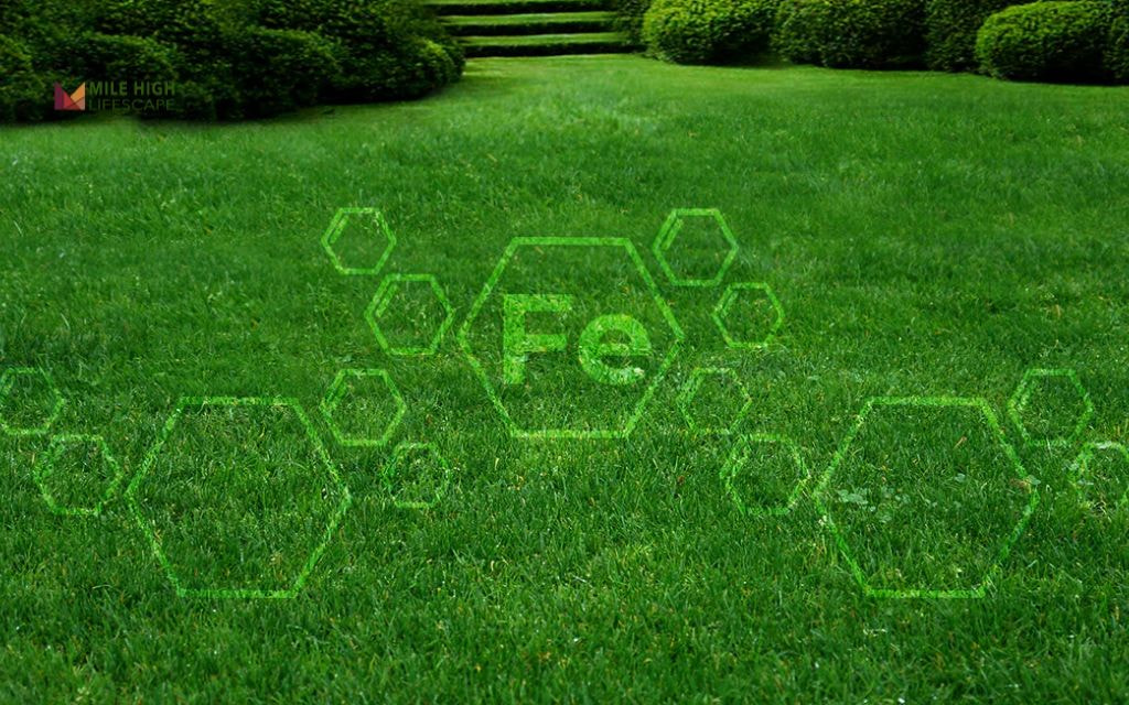 4 Types of Iron Lawn Supplements