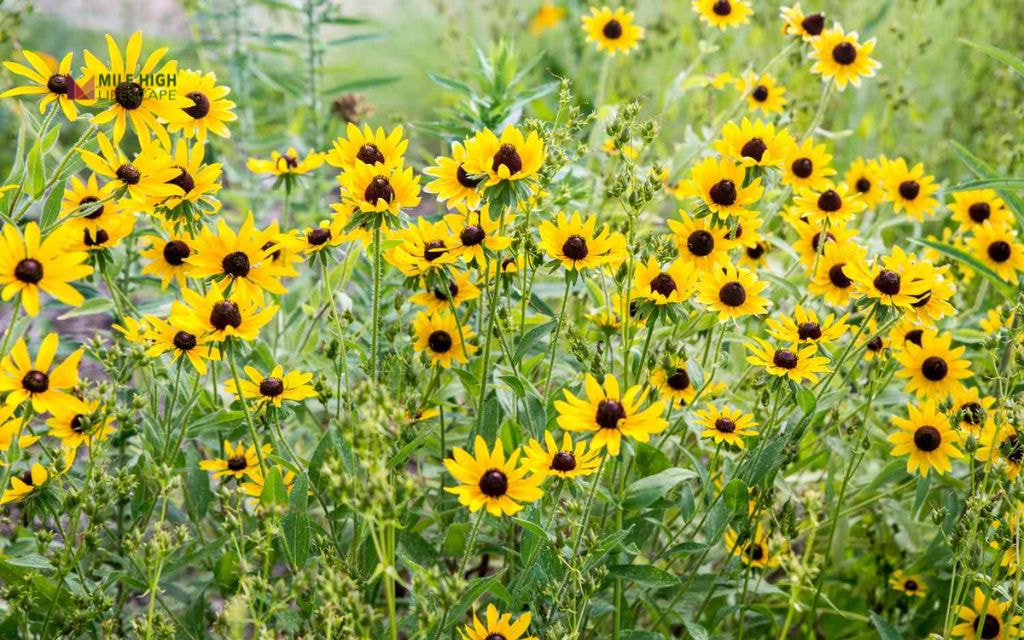 Black-eyed Susan
