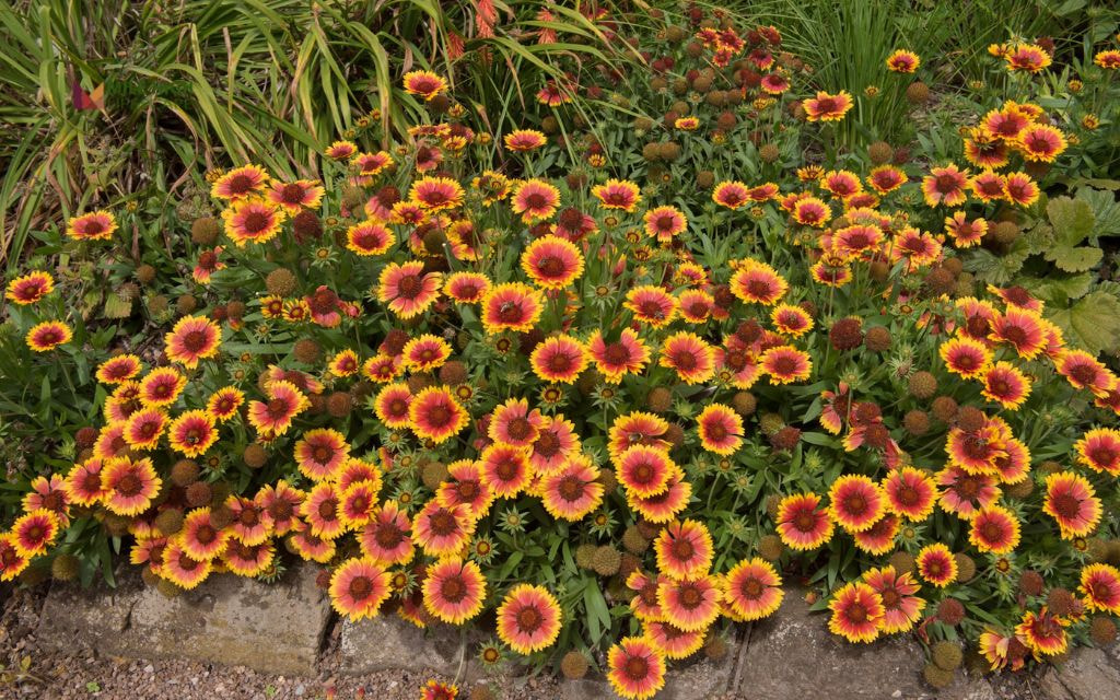 Blanket Flower