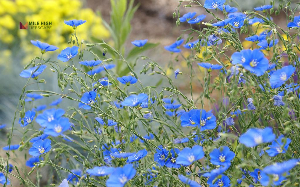 Blue Flax