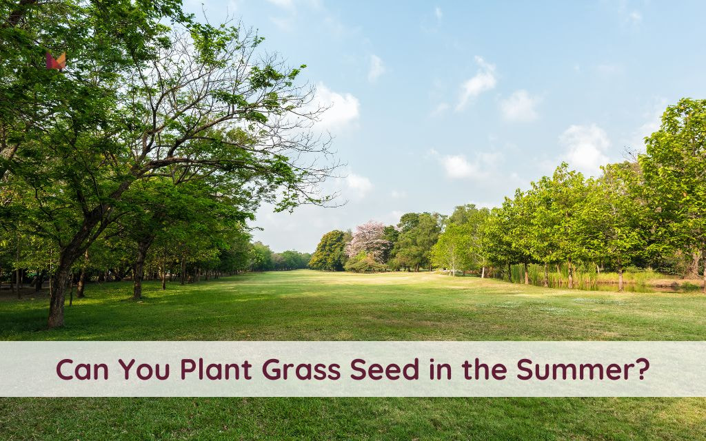 Can You Plant Grass Seed in the Summer? Denver Tips for Healthy Lawn Growth