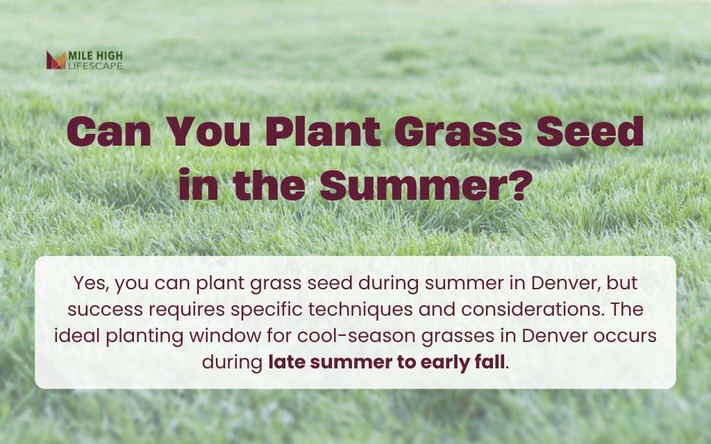 Can You Plant Grass Seed in the Summer?