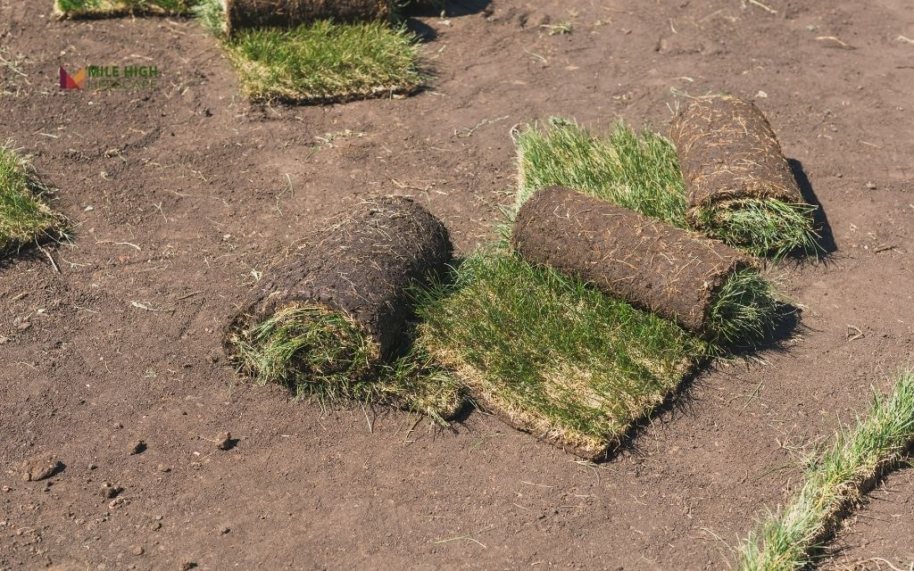 Choosing the Right Sod for Laying Sod in The Fall