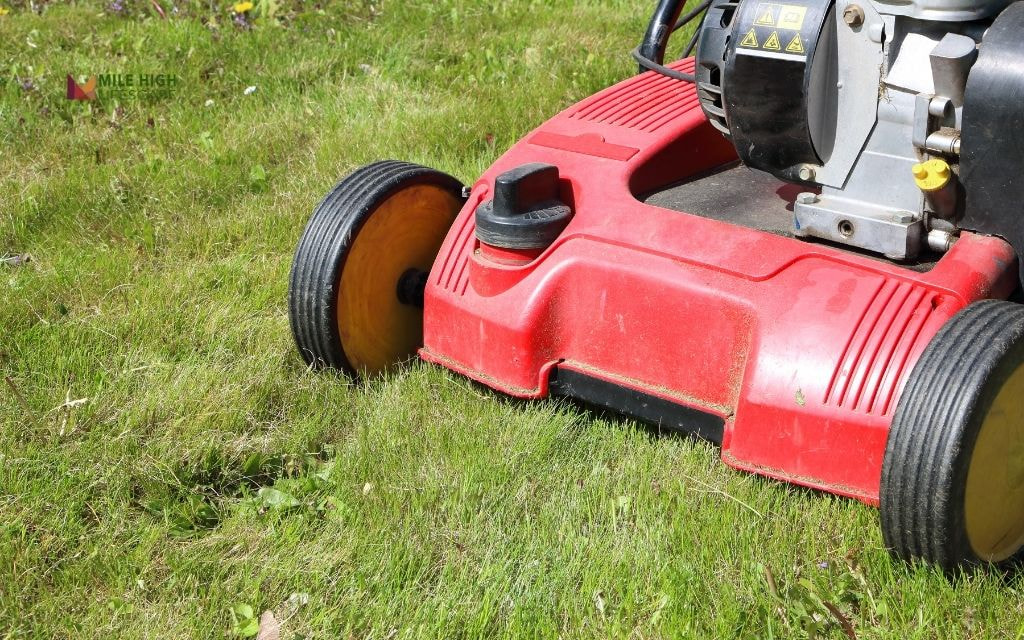 Common Mistakes to Avoid When Dethatching