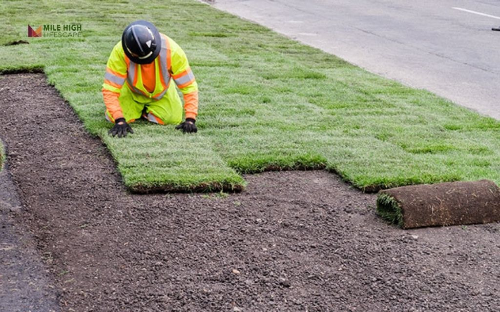 Common Mistakes to Avoid When Laying Sod in Denver