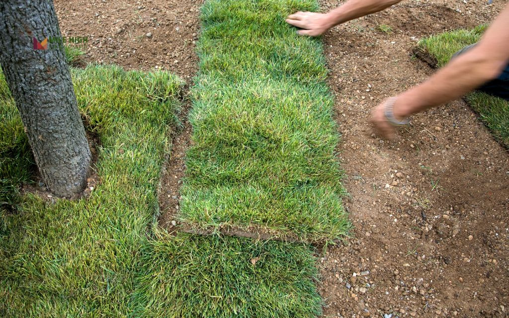 Common Mistakes to Avoid When Planting Grass Seed in the Summer