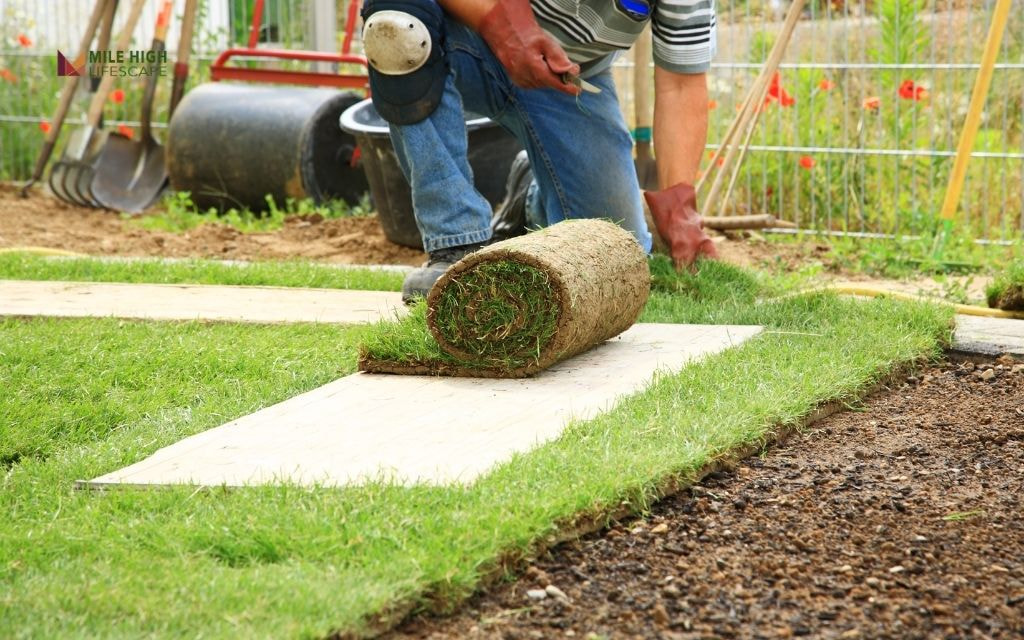 Common Sod Care Mistakes to Avoid in Denver