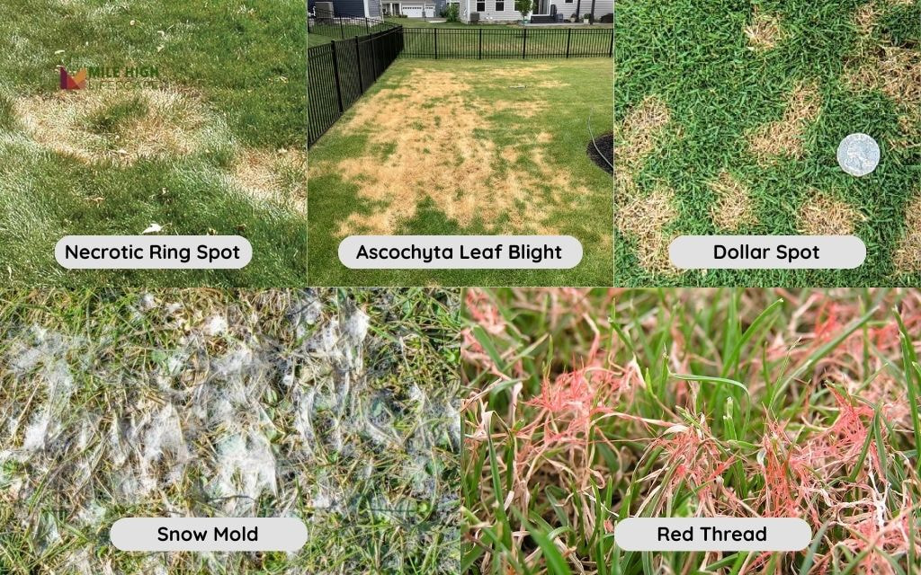 Common Types of Lawn Fungus Found in Denver
