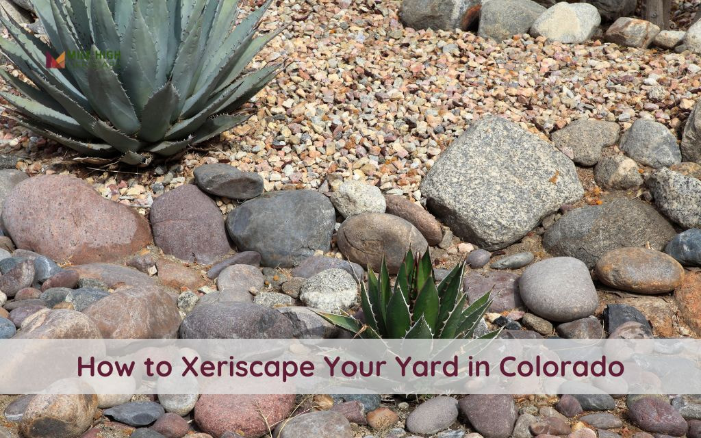 Complete Guide: How to Xeriscape Your Yard for a Low-Water Landscape