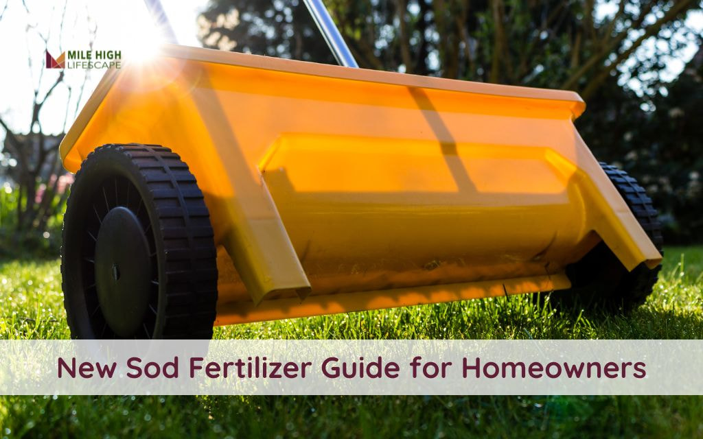 Comprehensive Guide to Fertilizing New Sod (What to Choose, When and How to Apply)
