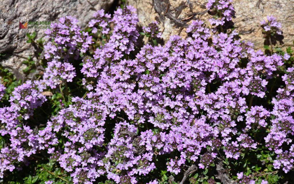 Creeping Thyme