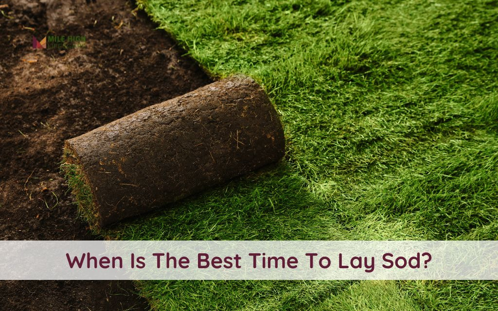 Discover the Best Time to Lay Sod in Denver for a Lush, Healthy Lawn