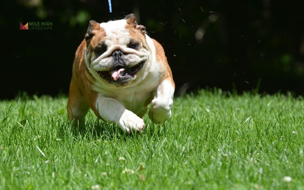 Dog Damage: Why You Should Keep Dogs Off Your Lawn?