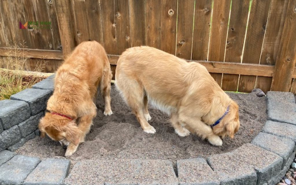 Dog Dig Zone with Gravel or Sand Pit