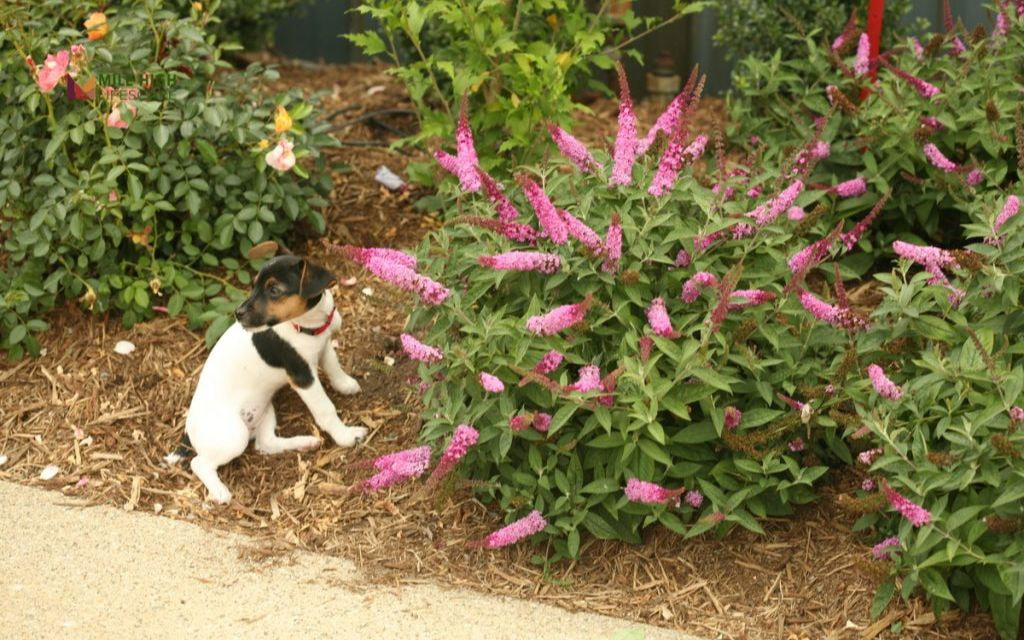 Dog-Friendly Mulch Paths with Shady Shrubs