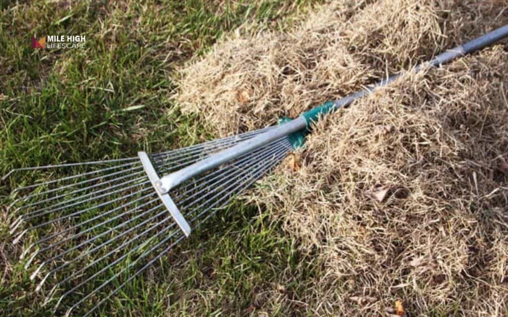 Soft Spots in Yard Causes: Excess thatch build-up