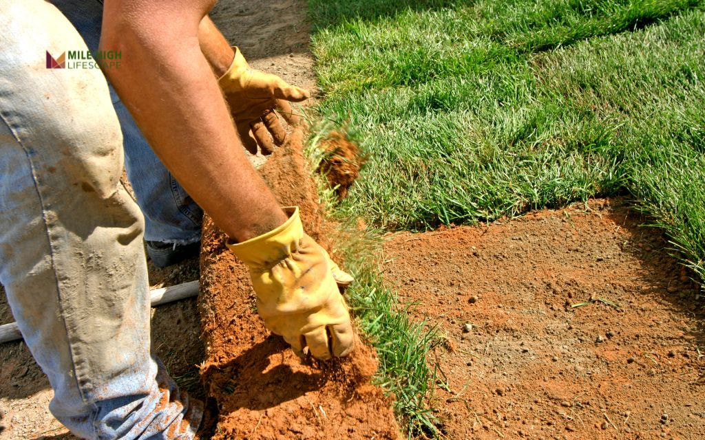 Factors That Influence the Best Time to Lay Sod in Denver