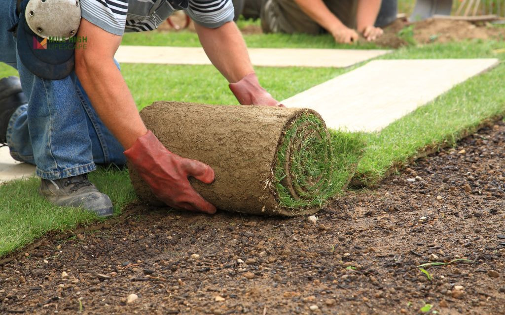 Fall Sod Installation in Denver