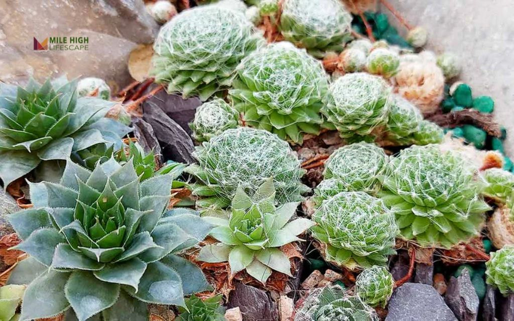 Hens and Chicks