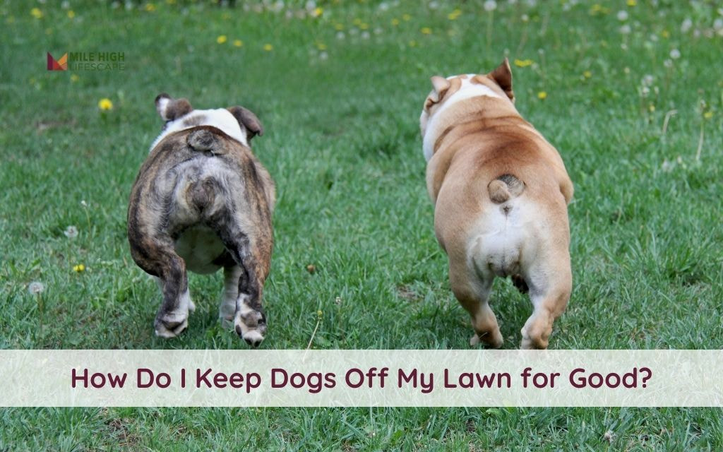 How Do I Keep Dogs Off My Lawn Without Harm? Practical Tips for Denver Homeowners