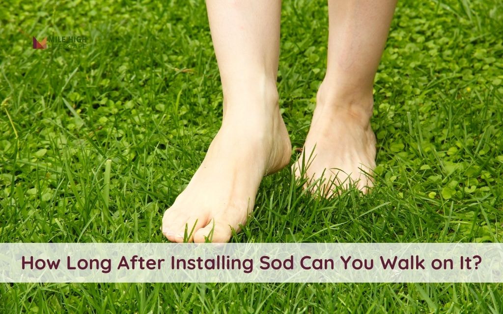 How Long After Installing Sod Can You Walk on It? Insights for Denver Residents