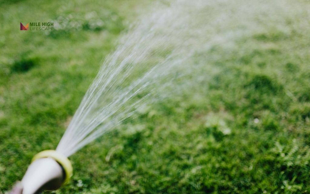 How Much and How Often Should You Water?