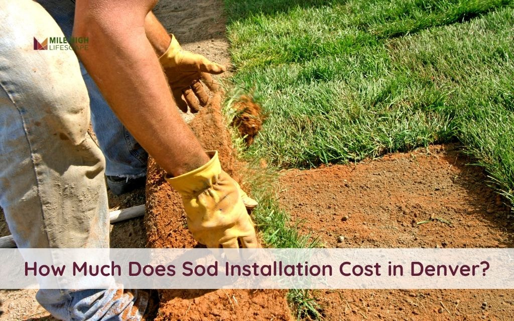 How Much Does Sod Installation Cost in Denver? (2025 Price Guide)