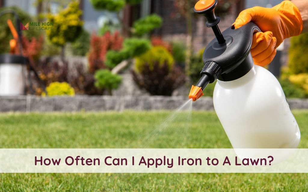 How Often Can I Apply Iron to a Lawn in Denver? Advice for Healthy Grass Growth
