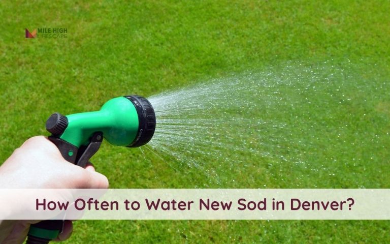 How Often to Water New Sod in Denver: A Comprehensive Guide for Your Lawns