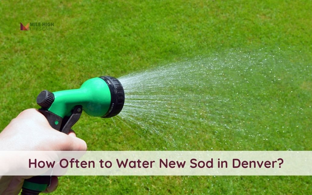 How Often to Water New Sod in Denver: A Comprehensive Guide for Your Lawns
