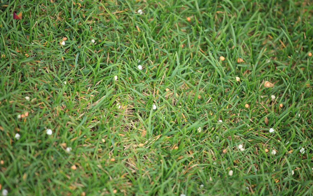 How to Apply Iron to A Lawn Correctly?