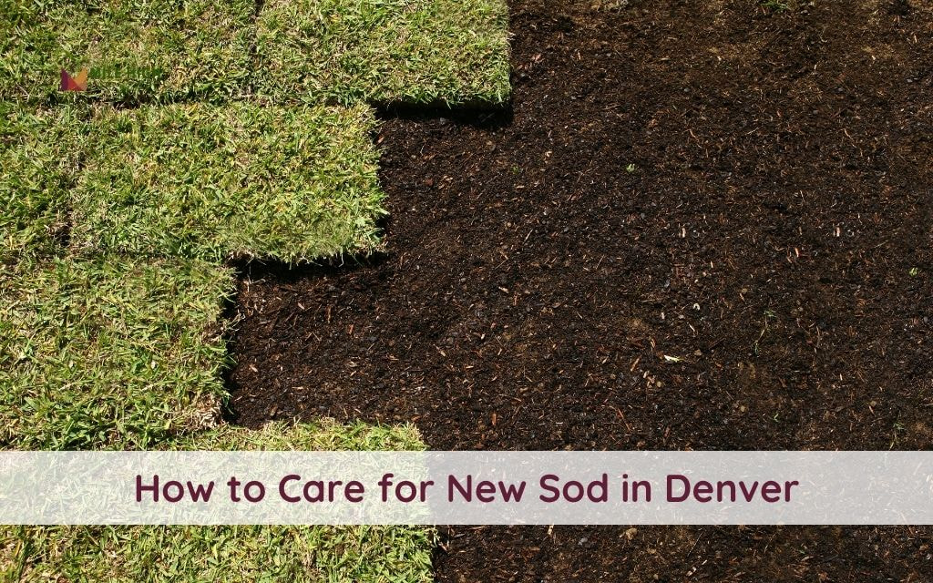 How to Care for New Sod in Denver: A Comprehensive Guide for Healthy Grass Growth
