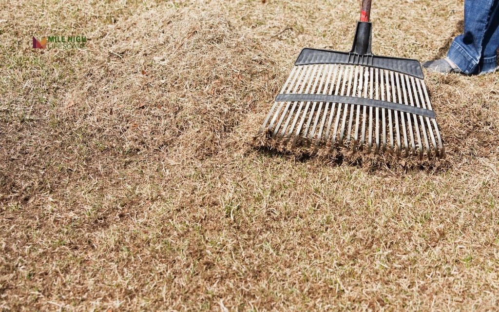 How to Dethatch a Lawn in Denver (Step-by-Step)
