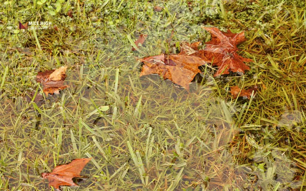 How to fix squishy yard spots